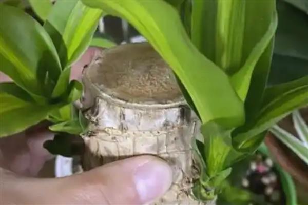 巴西木生根了怎么办,生根后要转为土培