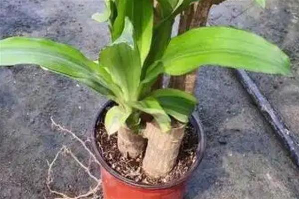 巴西木生根了怎么办,生根后要转为土培