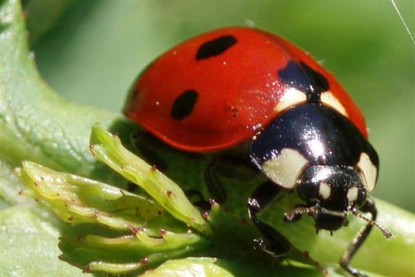 七星瓢虫捉棉花上的什么害虫，会捉蚜虫