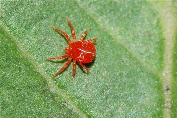 七星瓢虫捉棉花上的什么害虫，会捉蚜虫