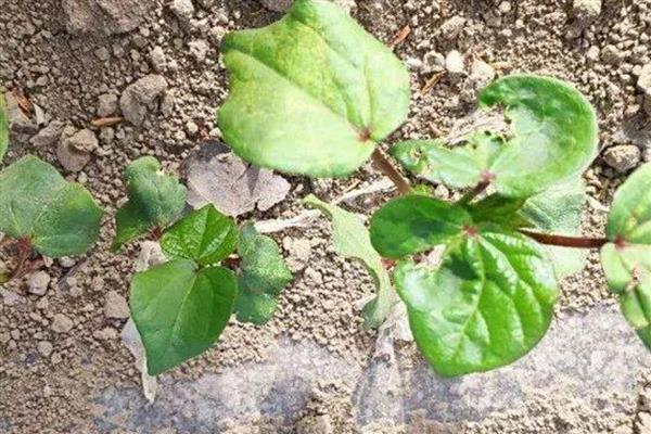 七星瓢虫捉棉花上的什么害虫，会捉蚜虫