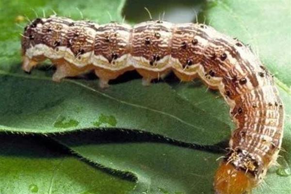 七星瓢虫捉棉花上的什么害虫，会捉蚜虫