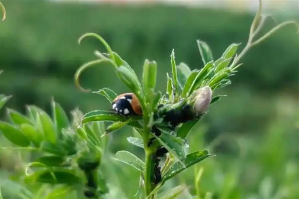 七星瓢虫捉棉花上的什么害虫，会捉蚜虫