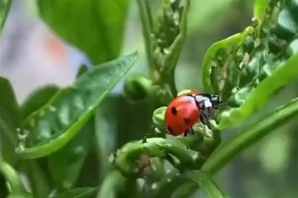 七星瓢虫捉棉花上的什么害虫，会捉蚜虫