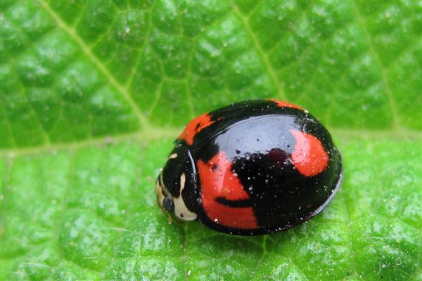 七星瓢虫捉棉花上的什么害虫，会捉蚜虫