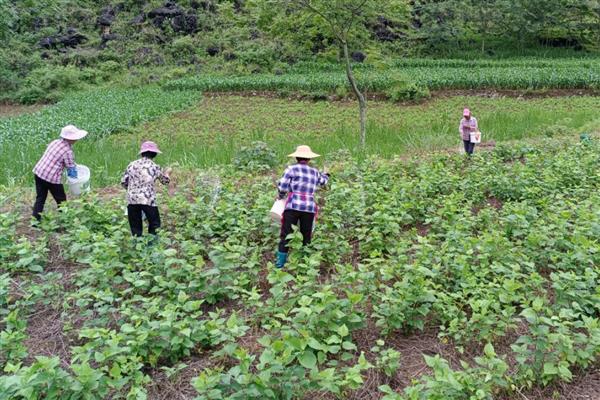 桑树的施肥方式，秋肥亩施15公斤尿素