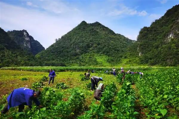 桑树的施肥方式，秋肥亩施15公斤尿素