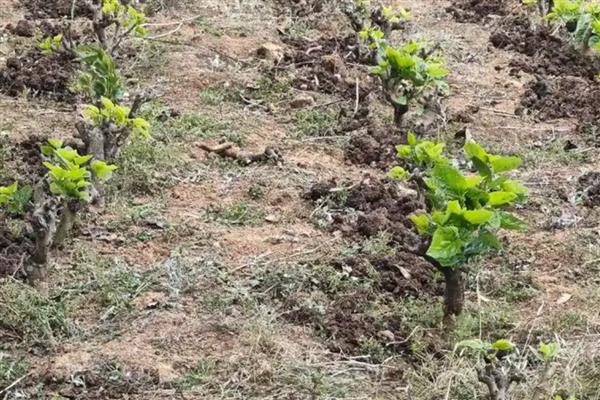 桑树的施肥方式，秋肥亩施15公斤尿素