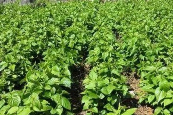 桑树的施肥方式，秋肥亩施15公斤尿素