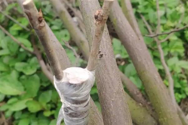 桑树的施肥方式，秋肥亩施15公斤尿素