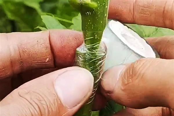 桑树的施肥方式，秋肥亩施15公斤尿素