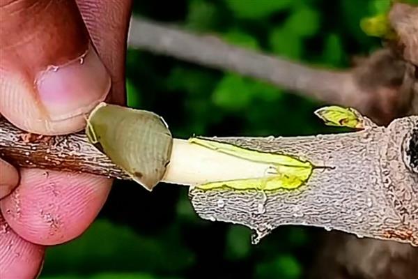 桑树的施肥方式，秋肥亩施15公斤尿素