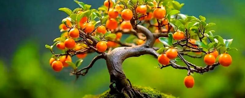 柿子树好不好养，养殖难度较低