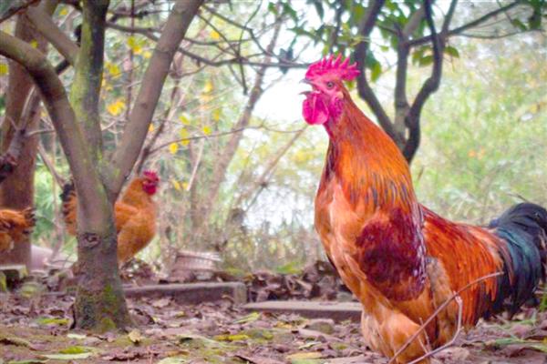 为什么大公鸡会打鸣，以此展示自己强大的能力