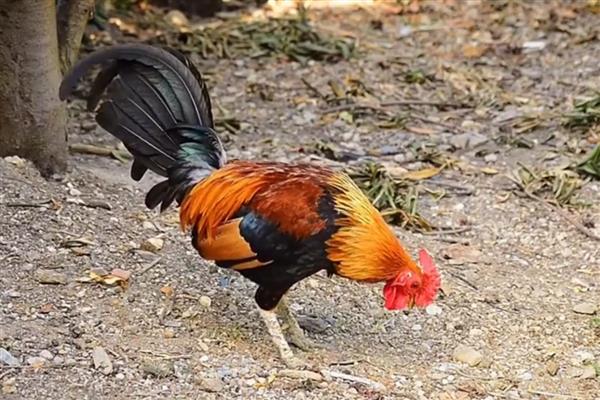 为什么大公鸡会打鸣，以此展示自己强大的能力