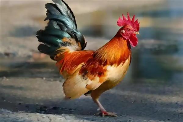 为什么大公鸡会打鸣，以此展示自己强大的能力