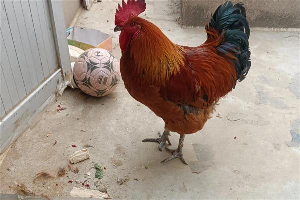 为什么大公鸡会打鸣，以此展示自己强大的能力