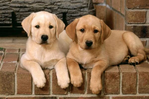 怎么去除狗身上的吸血虫,要定期对犬进行清洗