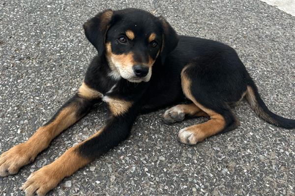 怎么去除狗身上的吸血虫,要定期对犬进行清洗