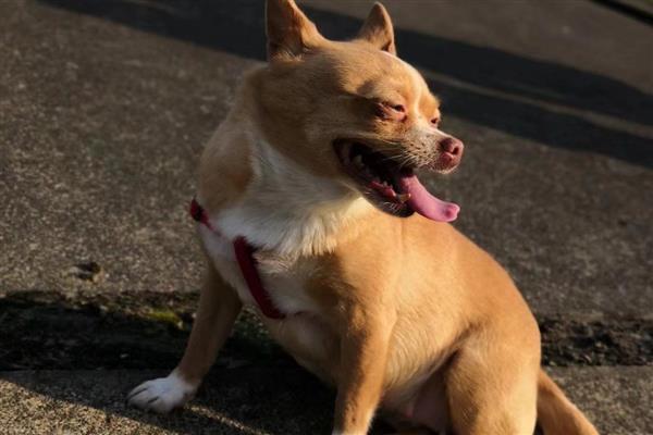 怎么去除狗身上的吸血虫,要定期对犬进行清洗