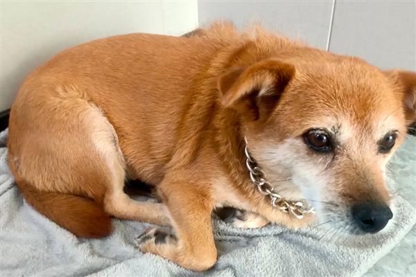 怎么去除狗身上的吸血虫,要定期对犬进行清洗