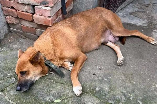 怎么去除狗身上的吸血虫,要定期对犬进行清洗