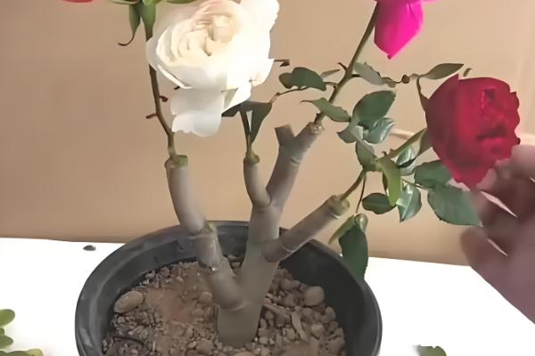 嫁接月季的方法，一定要确保嫁接砧木的根系发