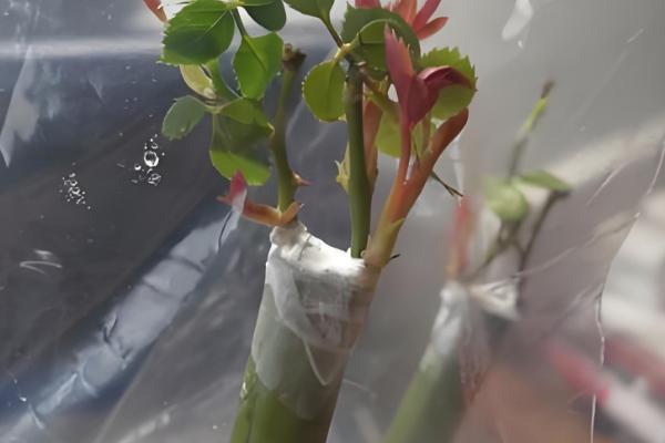 嫁接月季的方法，一定要确保嫁接砧木的根系发