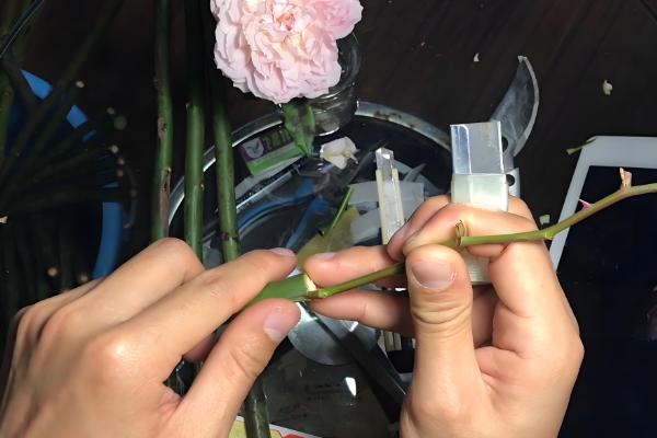 嫁接月季的方法，一定要确保嫁接砧木的根系发