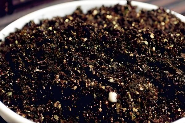 嫁接月季的方法，一定要确保嫁接砧木的根系发