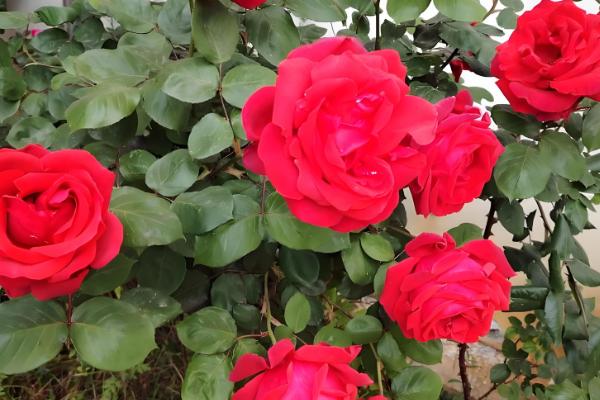 嫁接月季的方法，一定要确保嫁接砧木的根系发