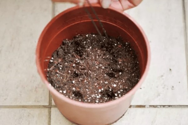 盆栽草莓怎么种植，种植前需浸种处理