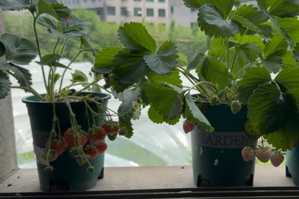 盆栽草莓怎么种植，种植前需浸种处理