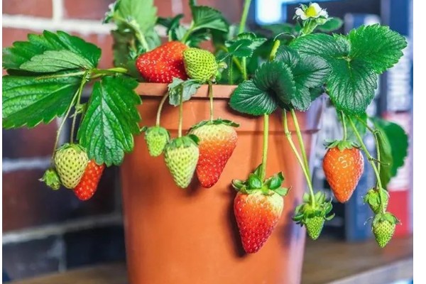 盆栽草莓怎么种植，种植前需浸种处理