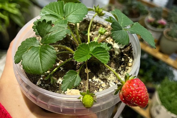 盆栽草莓怎么种植，种植前需浸种处理