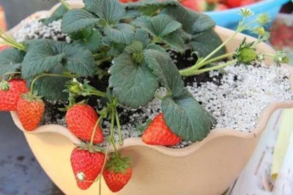 盆栽草莓怎么种植，种植前需浸种处理
