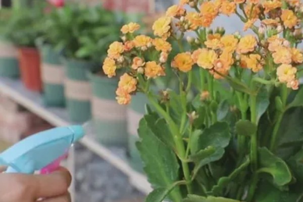 长寿花叶片中有虫如何解决,出现蚜虫可喷施氧化乐果