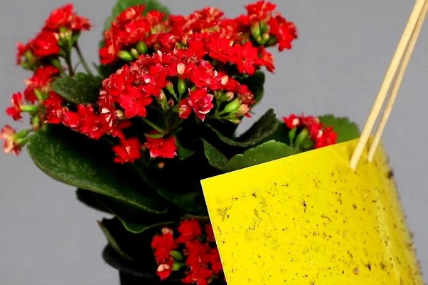 长寿花叶片中有虫如何解决,出现蚜虫可喷施氧化乐果