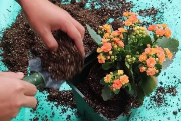 长寿花叶片中有虫如何解决,出现蚜虫可喷施氧化乐果