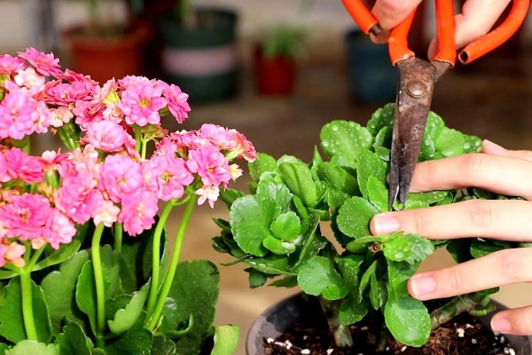 长寿花叶片中有虫如何解决,出现蚜虫可喷施氧化乐果