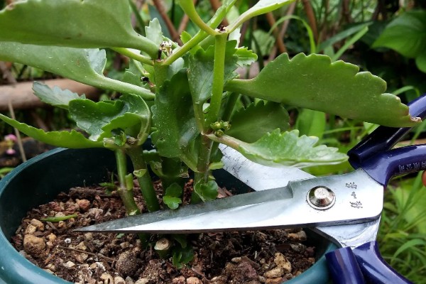 长寿花叶片中有虫如何解决,出现蚜虫可喷施氧化乐果