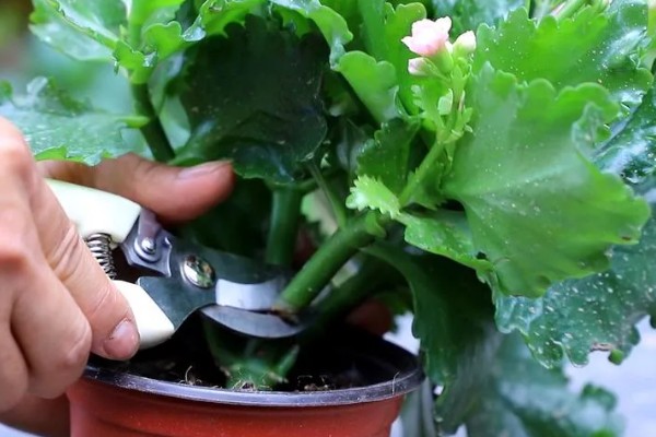 长寿花叶片中有虫如何解决,出现蚜虫可喷施氧化乐果