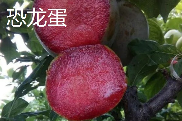 有什么好吃的杏李，恐龙蛋、味帝等品种口感好