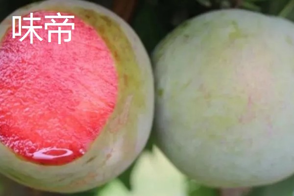 有什么好吃的杏李，恐龙蛋、味帝等品种口感好