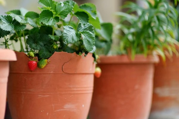 盆栽草莓怎么种植，种植前需浸种处理
