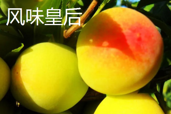 有什么好吃的杏李，恐龙蛋、味帝等品种口感好