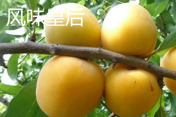 有什么好吃的杏李，恐龙蛋、味帝等品种口感好