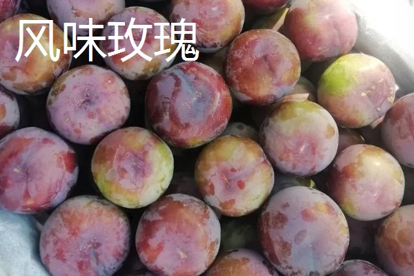 有什么好吃的杏李，恐龙蛋、味帝等品种口感好