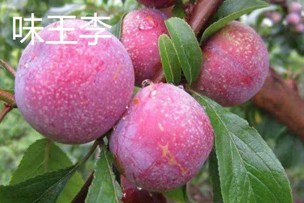 有什么好吃的杏李，恐龙蛋、味帝等品种口感好