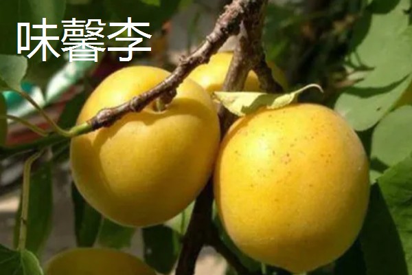 有什么好吃的杏李，恐龙蛋、味帝等品种口感好
